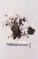 藏品(花狀濕地苔)的圖片